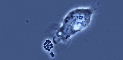 03.gif 03.gif