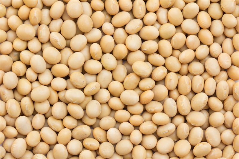 豆类食物能够降血压、血脂、血糖、尿酸，甚至对心血管都有好处