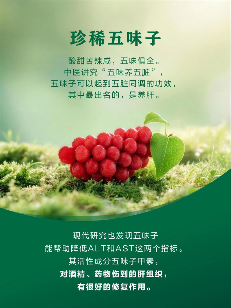 灵芝五味子护肝必需品