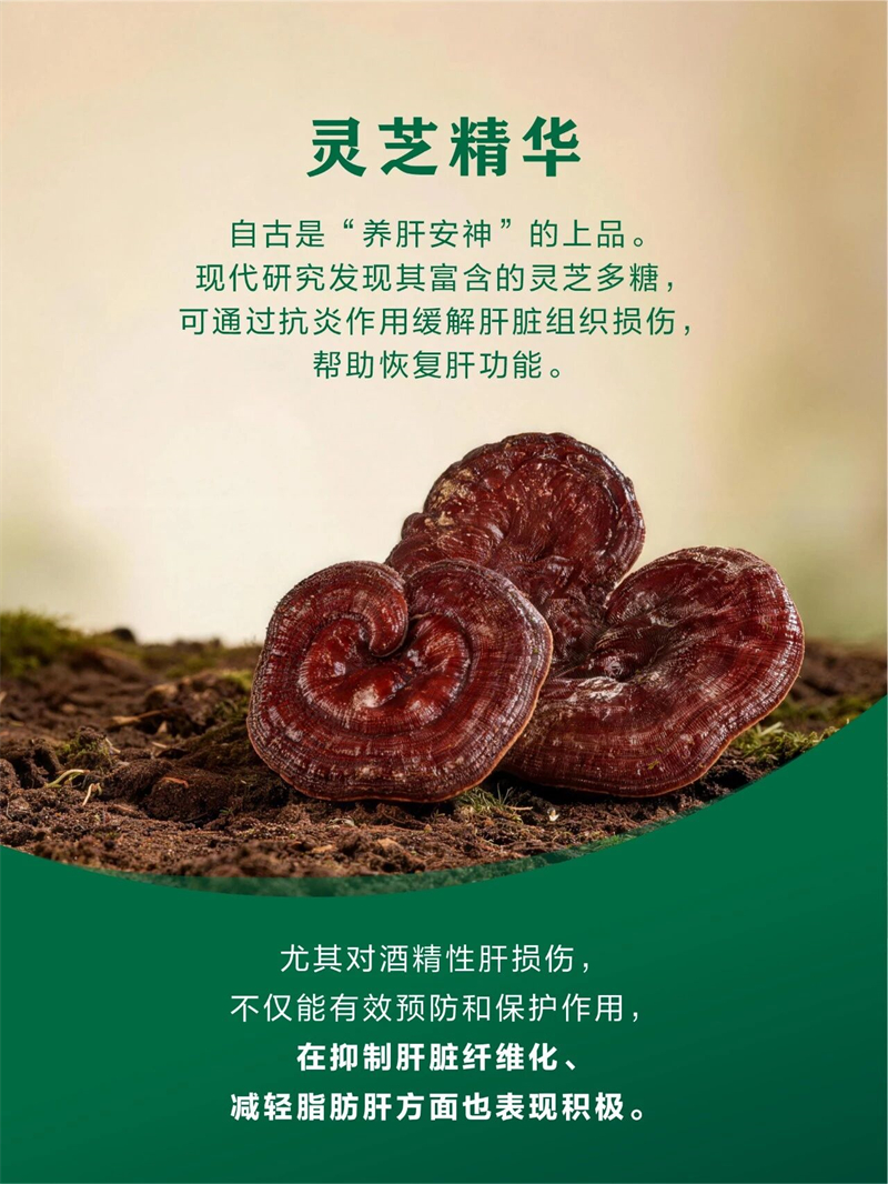 灵芝五味子护肝必需品